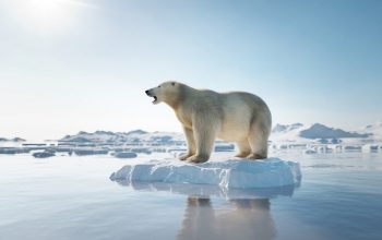 Polar bear on ice floe. Melting iceberg and global warming. Climate change