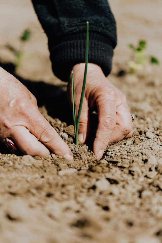 Manos plantando un brote verde en la tierra.